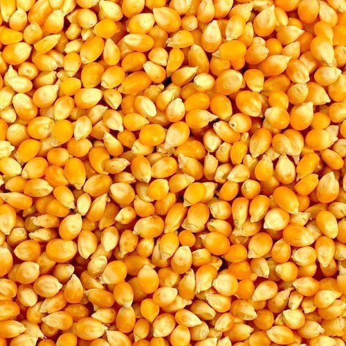 Brown 100 Percent Organic Dry Yellow Corn Maize, Rich Source Of Vitamin B