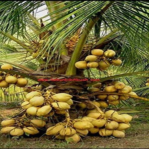 Green High Yield M-Tech Hybrid Rare Dwarf Fruit Live Coconut Tree Plant ...