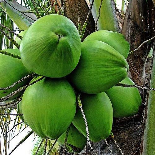Solid Fresh Tender Green Coconut