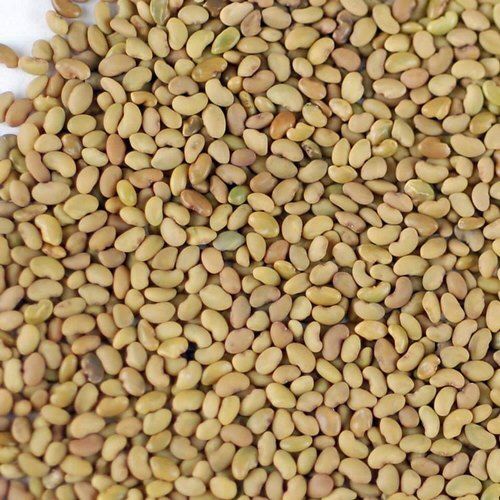100% Natural Healthy Protein Fiber And Vitamins Enriched Alfalfa Seeds
