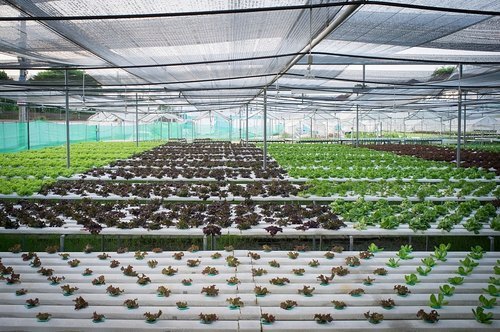 Multipurpose Expansion And Contraction Joint Agriculture Drip Irrigation System Greenhouse Construction Services