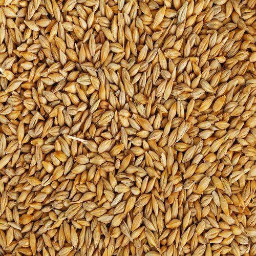 Commonly Cultivated Premium Grade High Protein Brown Dried Barley Seeds