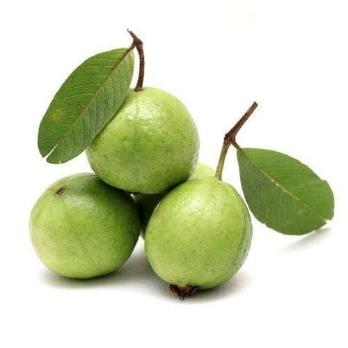 Fine Sweet Delicious Rich Natural Taste Healthy Organic Green Fresh Guava