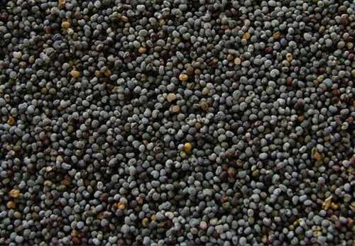 Good Source Of Vitamins High In Protien Low Carbohydrates Healthy Natural Black Poppy Seeds