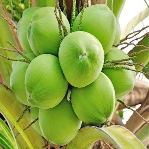 Round Shape Semi-husked Mature Organic Cultivation Medium Size Coconuta