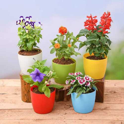 Well Drained Flower Plant With Full Sun Exposure For Decoration Usage