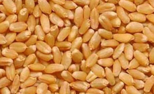 A Grade Nutrient Enriched Yellow 2 % Foreign Particle Dried Whole Wheat Grain