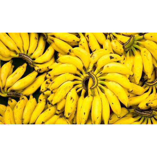 Healthy Pesticide Free Rich In Vitamin C Fresh Naturally Grown Yellow Banana 