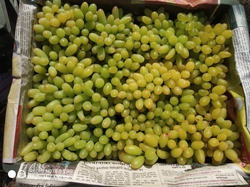 Highly Nutritious And No Added Preservative Healthy Fresh Green Grapes