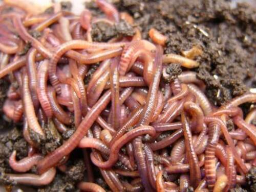 Live Earthworms for Garden or Making Compost