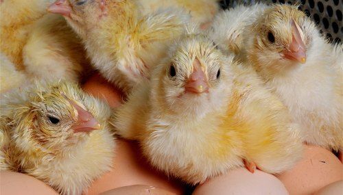 Low In Cholesterol Disease Free And High In Protein And Vitamin Broiler Chicks 