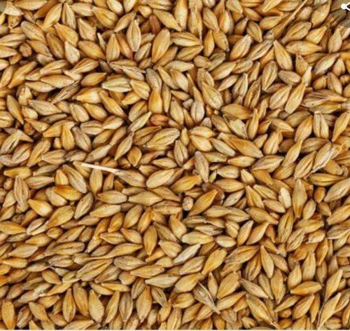 Brown Premium Quality High In Protein And Fibers Controls Blood Presure Hybrid Oats Seeds