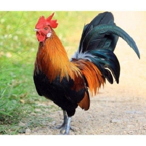 Live Brown and Black Country Chicken - Healthy Antioxidant-Rich, Low-Fat Live Chicken | Supports Heart Health, Aids Weight Management, Packed with Nutrients and Vitamins