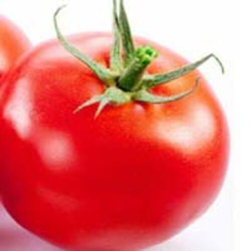 Round & Oval Mild Flavor Pulpy Juicy Natural Healthy Taste Red Fresh Tomato