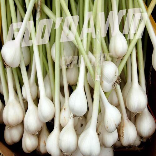 No Artificial Color Chemical Free Natural Rich Taste Healthy White Fresh Garlic