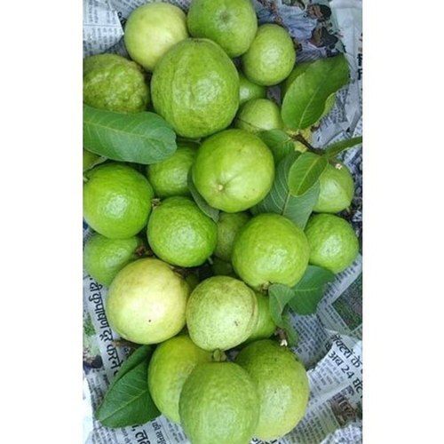 Round Shape Naturally Grown Vitamins Rich And Healthy Farm Fresh Green Guava