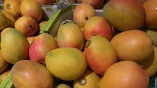 Delicious Taste Natural And Rich In Vitamins Potassium Fresh Mango 