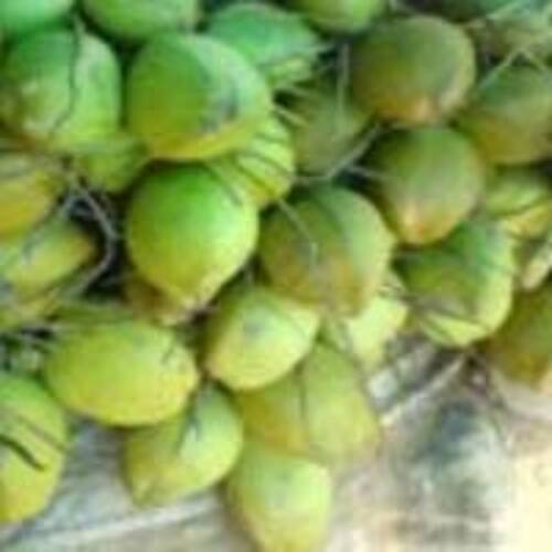 अशुद्धियों से मुक्त प्राकृतिक समृद्ध स्वाद स्वस्थ भूरा ताजा कोमल नारियल 