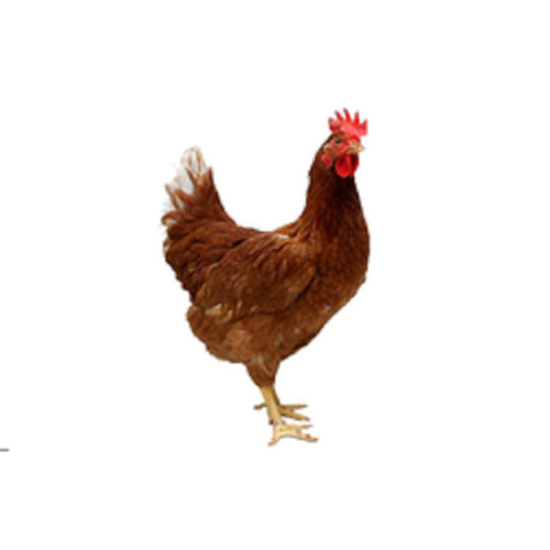 Brown Healthy And Tasty Country Chicken