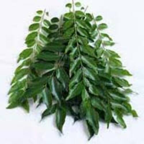 Leaf No Artificial Color Nice Fragrance Rich Natural Taste Green Fresh Curry Leaves