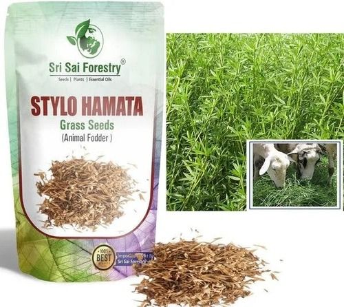 Pack Of 1 Kilogram Brown Stylo Hamata Animal Fodder Pure Grass Seeds