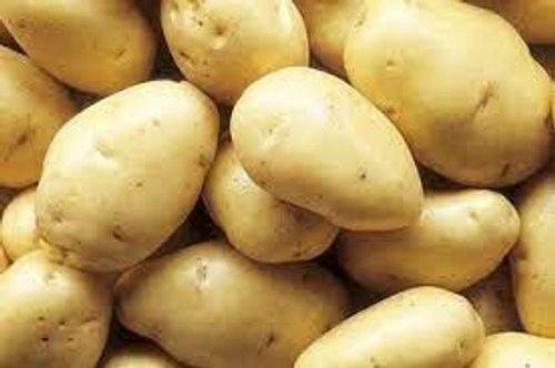 Rich In Nutrients And Good Taste Healthy Round And Oblong Fresh Potato