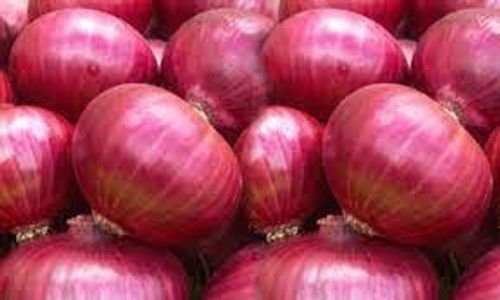 Rich In Nutrients And Good Vegetable Amazing Spicy Aroma Taste Raw Fresh Onions