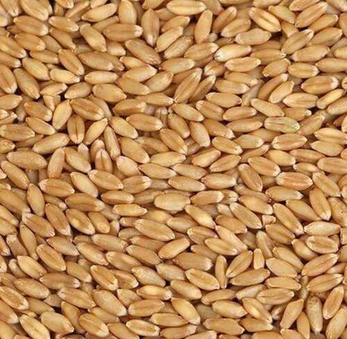 Brown Color 100% Dried Wheat Grain