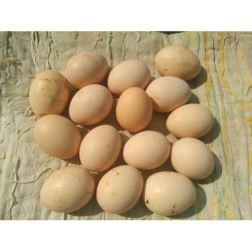 Brown Kadaknath Hatch Eggs at Best Price in Aurangabad Gawran Ande Shop