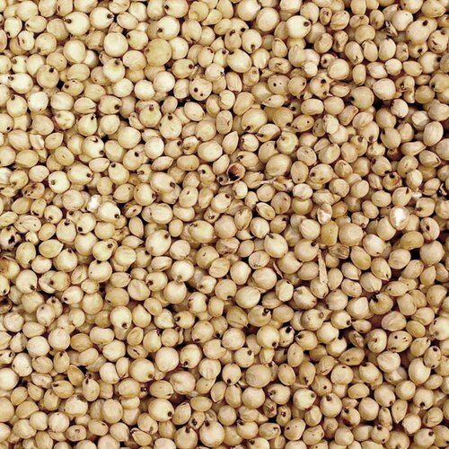 Commonly Cultivated Premium Grade Non Edible Sorghum Seeds , Pack Of 1 Kg