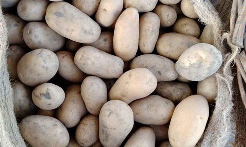 Healthy Rich In Fiber Potassium And Vitamins Natural Brown Fresh Potatoes