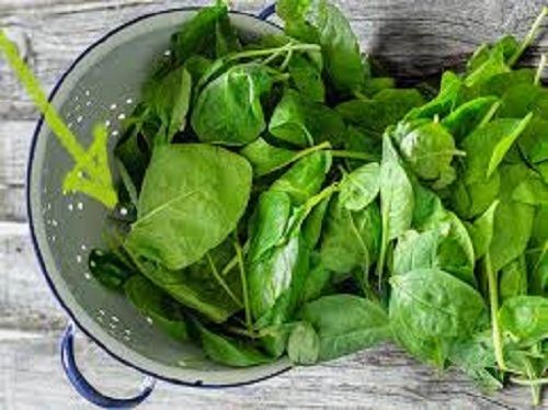 Heathy And Natural No Added Preservative Highly Nutritious Green Spinach Moisture (%): 20