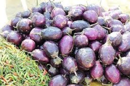 Natural Hygienically Processed Healthy Rich In Nutrients Fresh Purple Brinjal