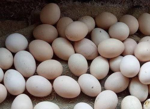 White Desi Chicken Egg