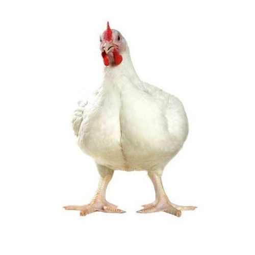 Good Appearance And Healthy Texture Reared Meat Poultry Farm Live Broiler Chicken