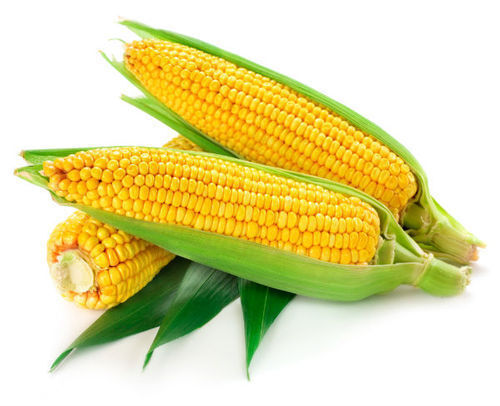 Pack Of 1 Kilogram Pure And Natural Yellow Fresh Sweet Corn Seed