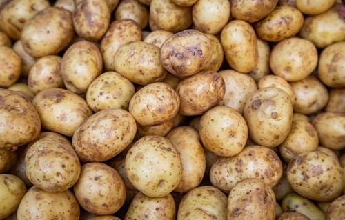 Rich In Fiber And Vitamins 100% Natural Fresh Healthy Brown Potatoes For Cooking