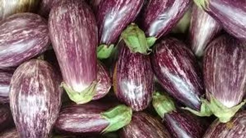 Rich In Nutrients And Healthy Vegetable Oval Shaped Fresh Purple Brinjal