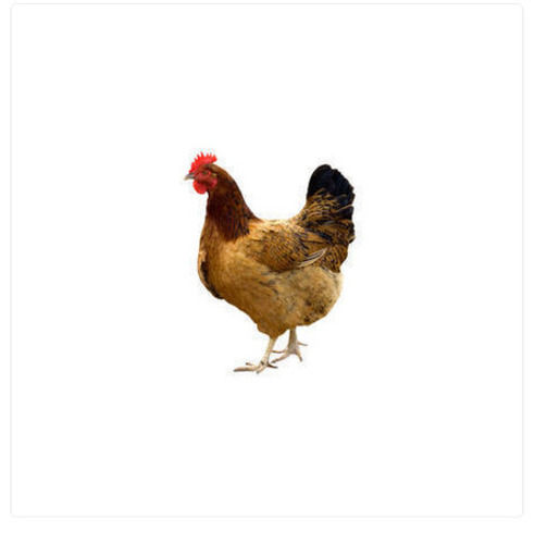 5 Kilogram 3 Month Old Poultry Farm Desi Live Brown Chicken 