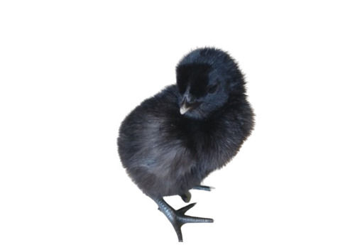 100G 1 Month Old Black Kadaknath Chicks For Poultry Farm, 100 Gram 