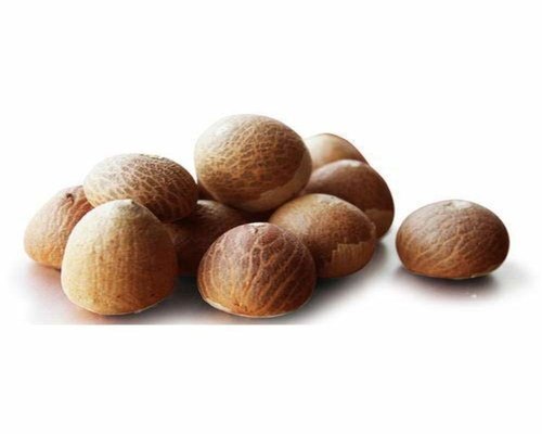 Chewing The Nut Stimulates Saliva Productiondried Supari Areca Betel Nut