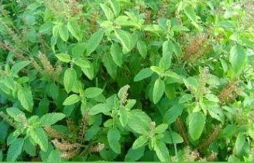 Healthy Indian Origin Naturally Grown Anti Inflammatory Green Tulsi Leaf