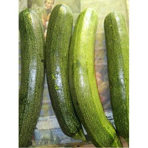 Naturally Grown Antioxidants Healthy Farm Fresh Pure Green Zucchini Capacity: 2000 Liter/Day