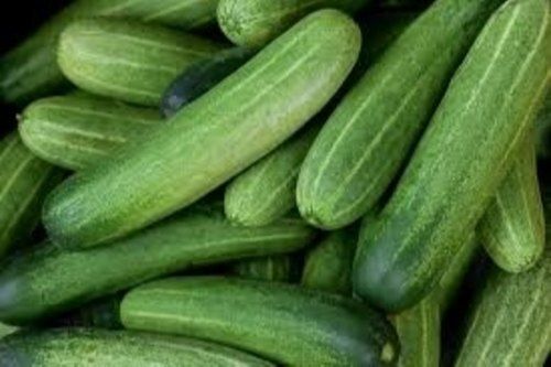 100% Pure Farm Fresh Naturally Grown Green Long Shape Raw Cucumber