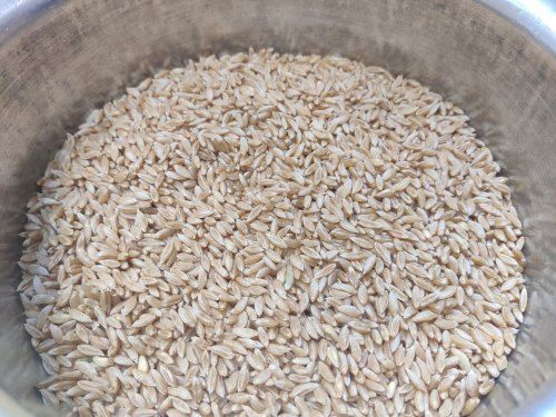 Hw-1085 Bhalia Wheat Grain