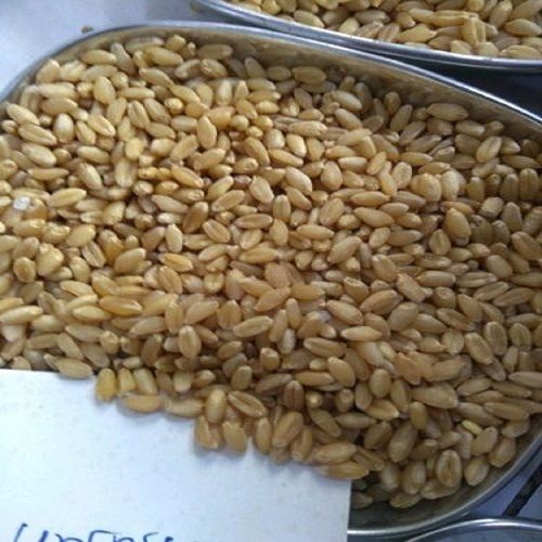 Organic Wheat Grain