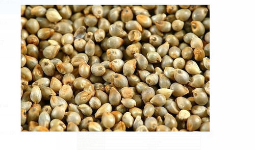 Pack Of 1 Kilogram Food Grade Common Cultivation Brown Pearl Millet