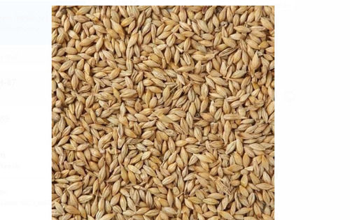 Pack Of 1 Kilogram Size Food Grade Common Cultivation Brown Barley Seed 