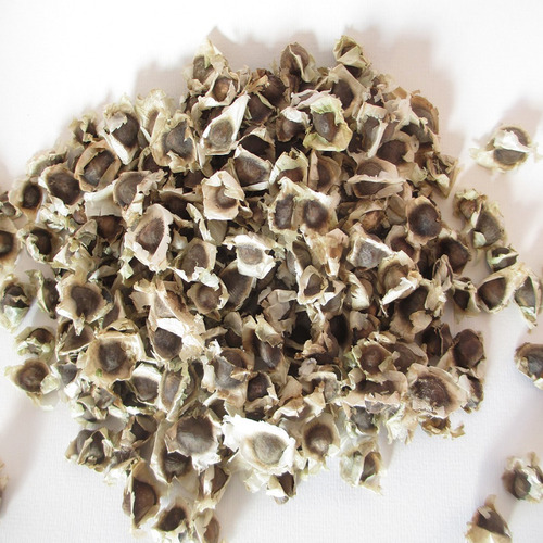 Dried Brown Moringa Seeds - 100% Pure Natural Superfood | High in Antioxidants, Vitamins, Minerals, Dietary Fiber