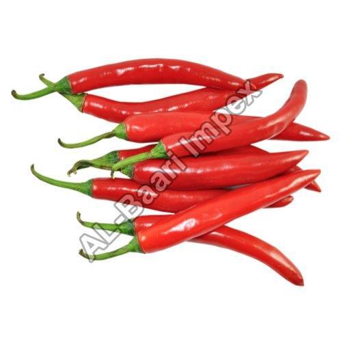 Fresh Red Chilli - Organic Whole Spice, Strong Aroma, No Artificial Color, Chemical Free, Safe Packaging for Cooking